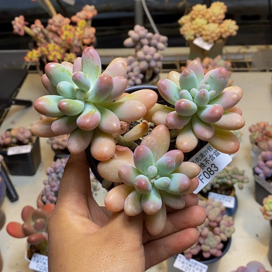 083派大星多肉8cm