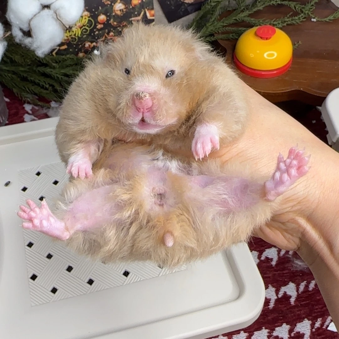 卷毛鸽灰妹妹175g6个月