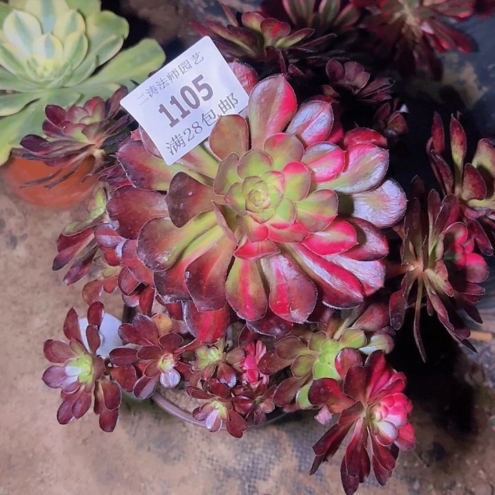 一**你1105花蝴蝶多肉老桩