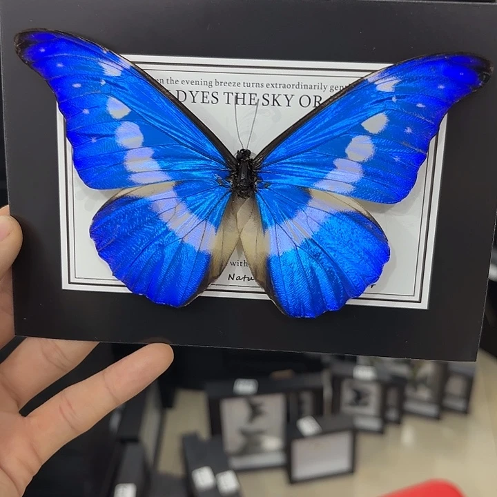 A***总蝴蝶标本定制版051