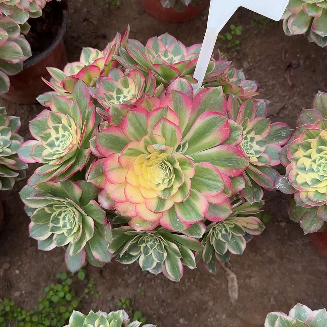 4120海仙多肉法师多肉