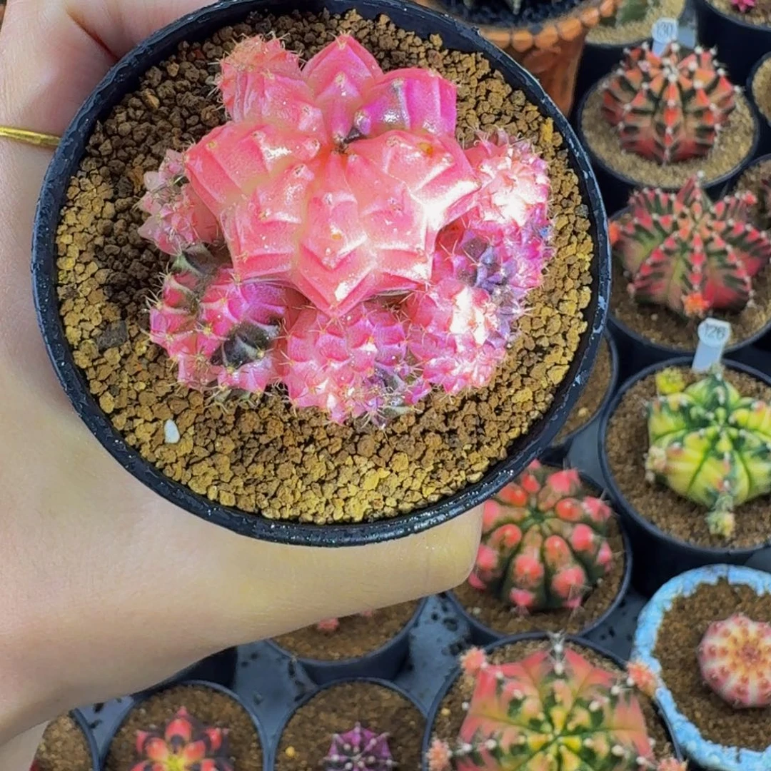 微瑕福利000000000006