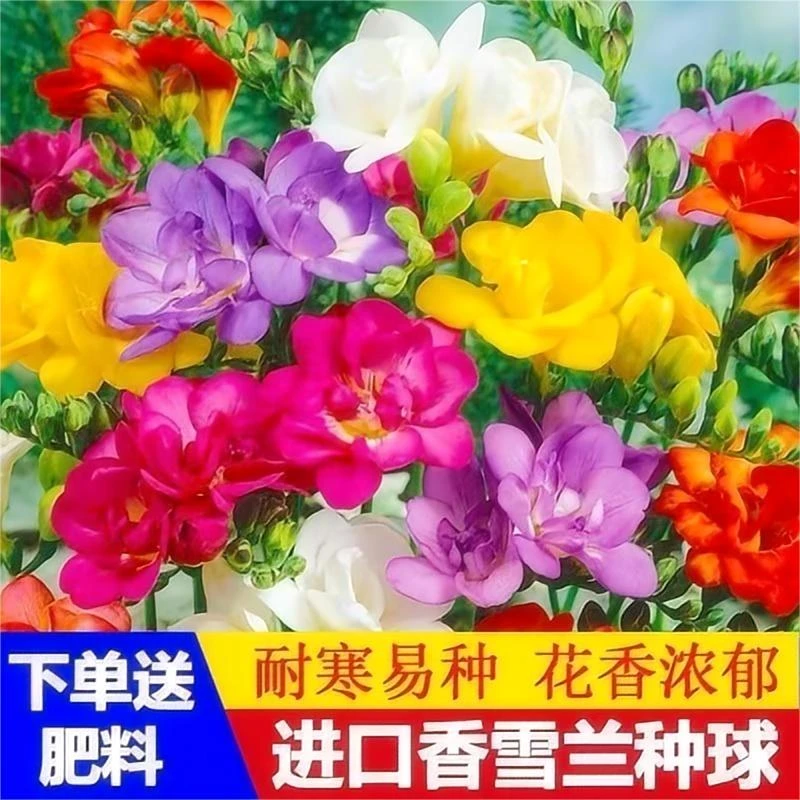 香雪兰种球四季多年生花香浓郁重瓣小苍兰好养活花卉盆栽植物种子