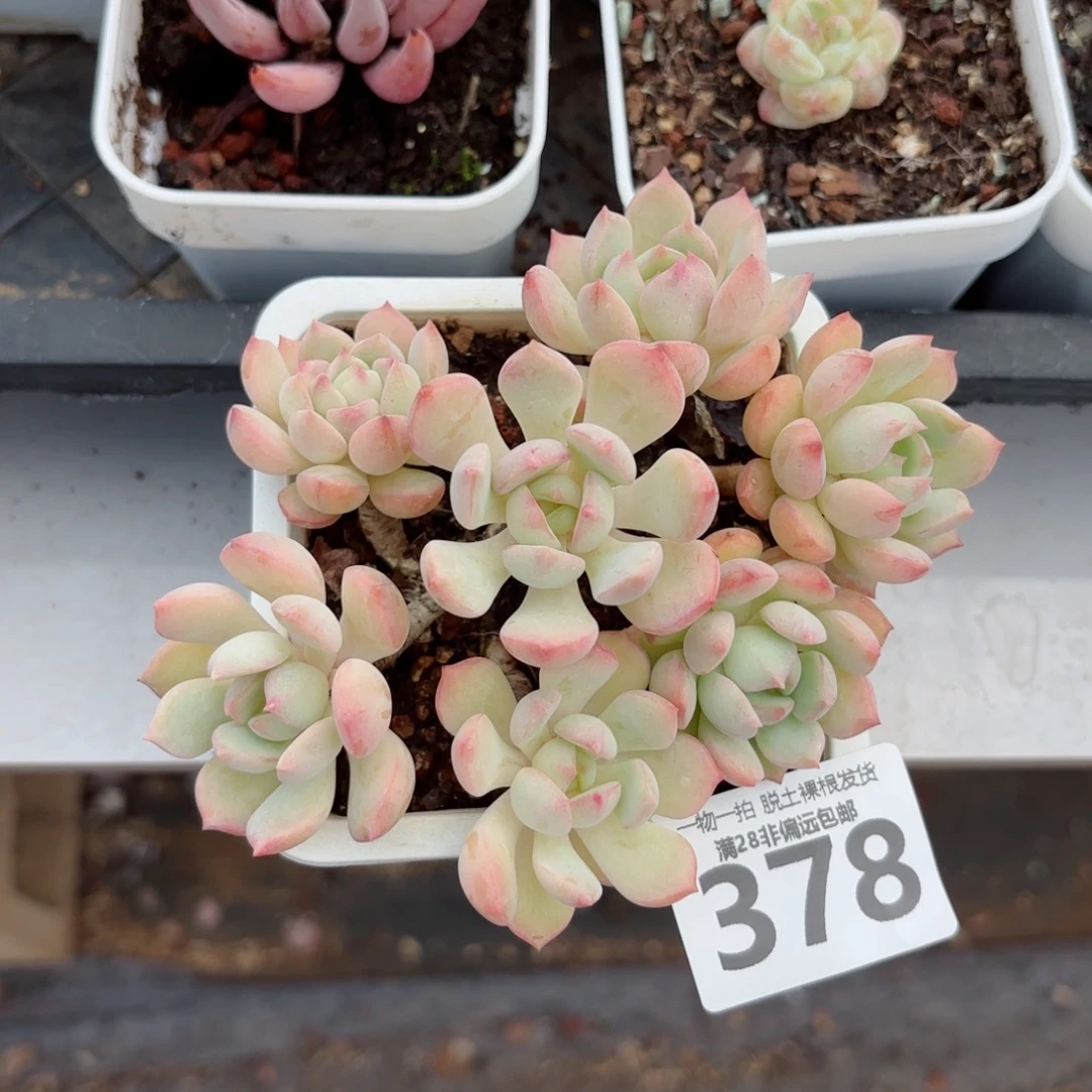 蜜桃格林老桩无盆土发货