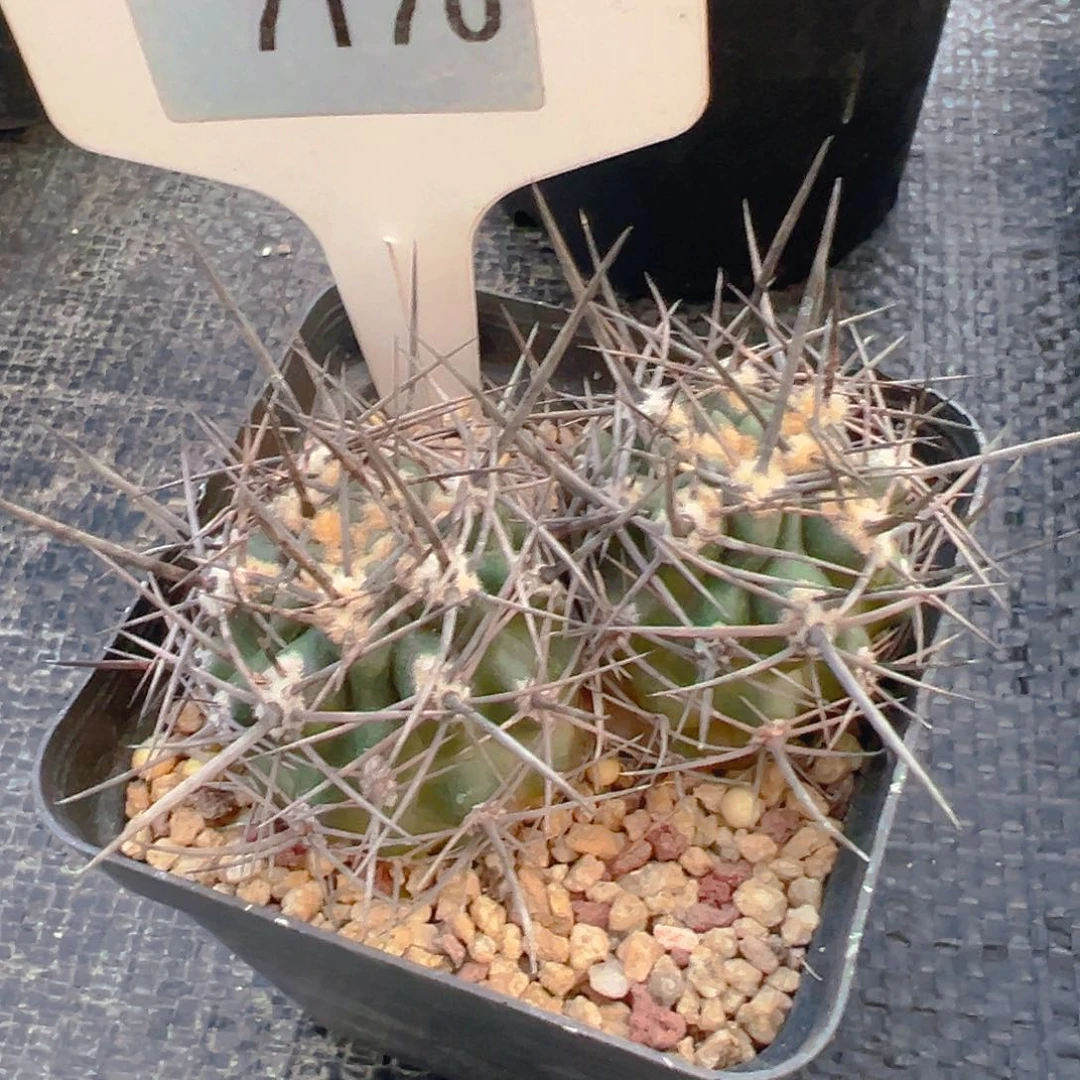 7170吼熊双头实生裸根发货