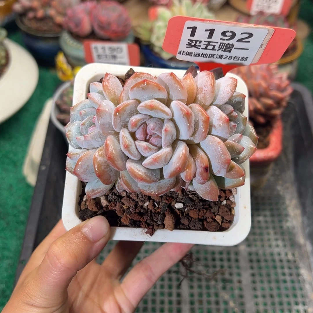 表妹精品多肉1192.