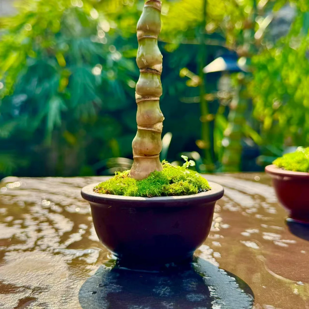 黄金佛肚竹/不含盆