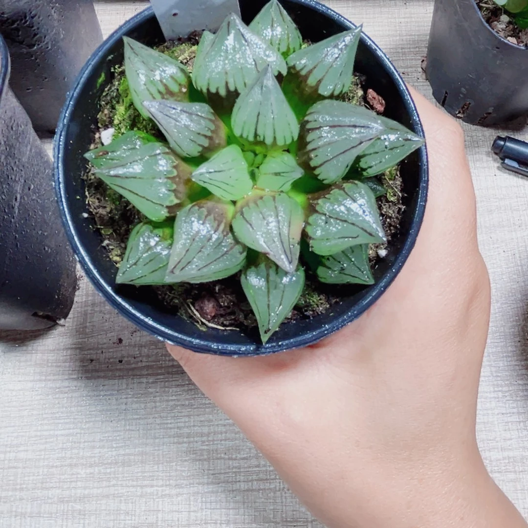 西瓜寿多肉植物666