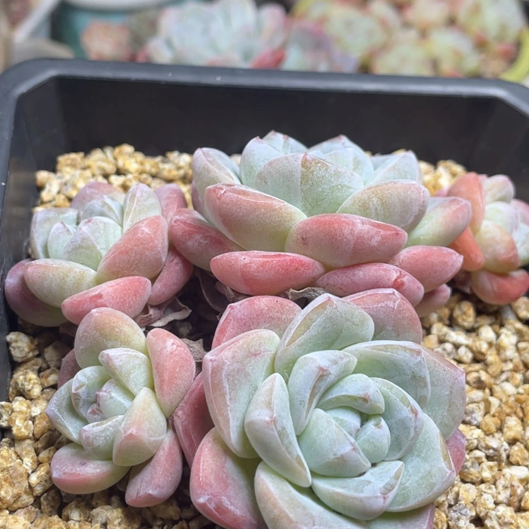 糖心小脸冰玉大五头