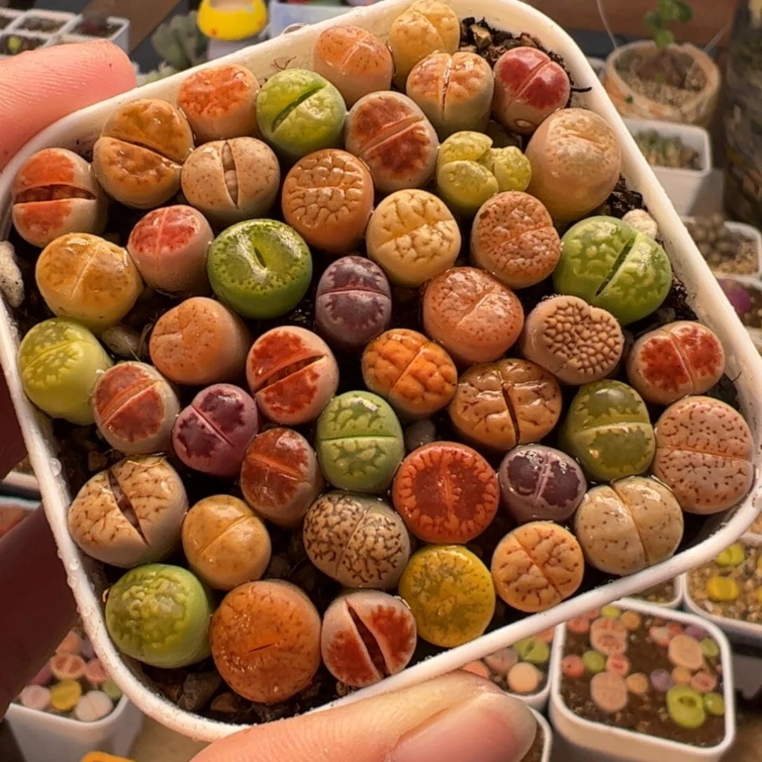 013多肉植物百科