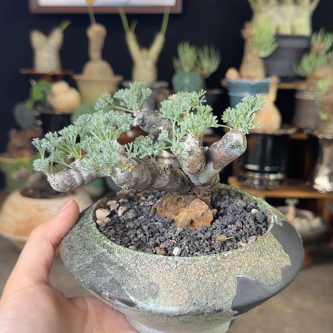 一物一拍冬型种黑皮月界30