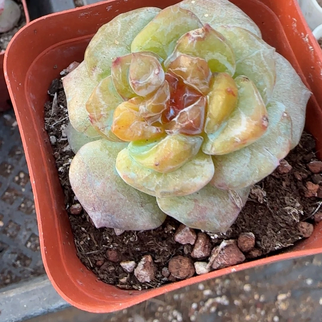 小卡拉米糖心一物一拍