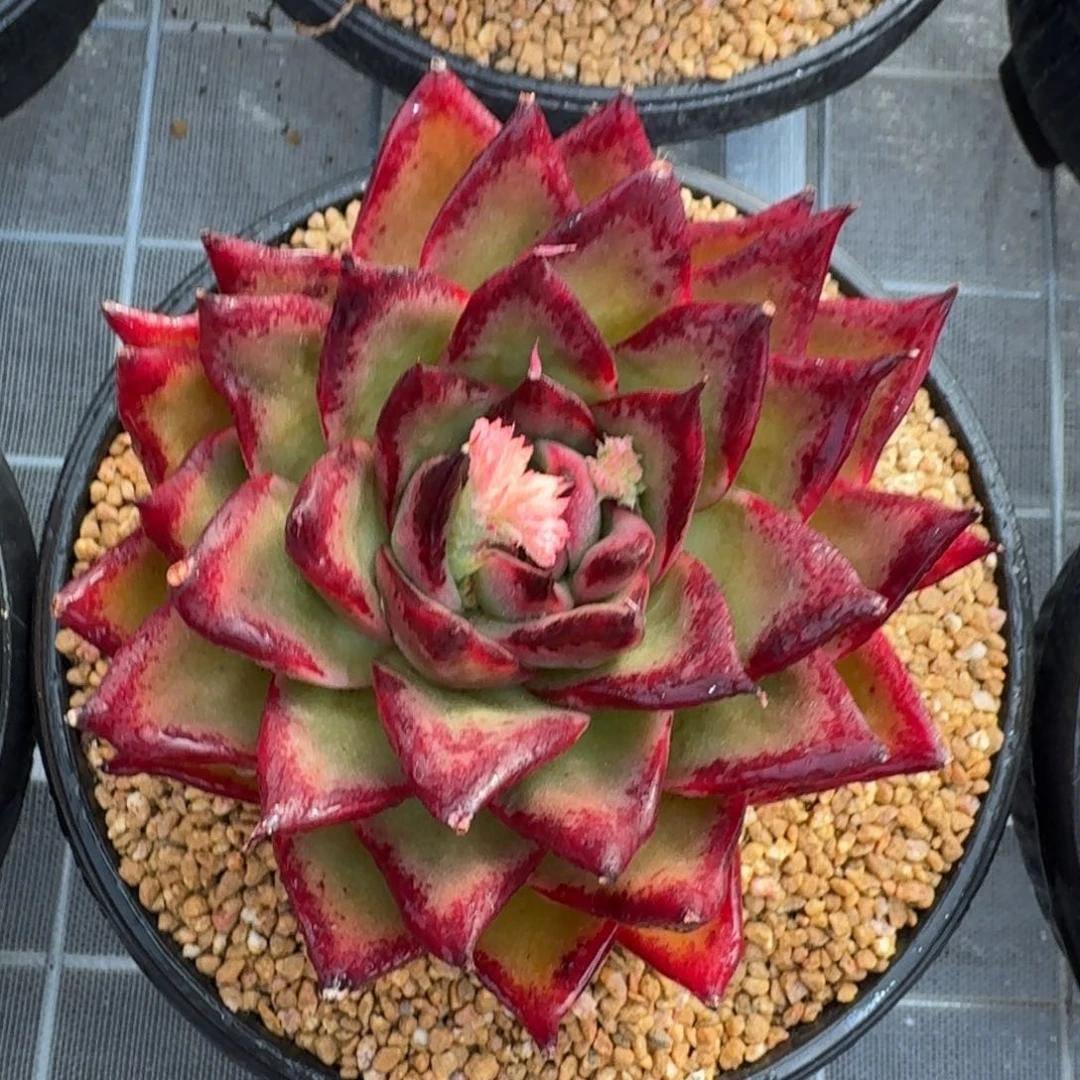 从前慢花园精选麦比乌斯