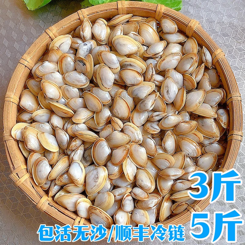 海瓜子鲜活现采现挖新鲜干净无沙鲜美连云港海鲜特产海沙子