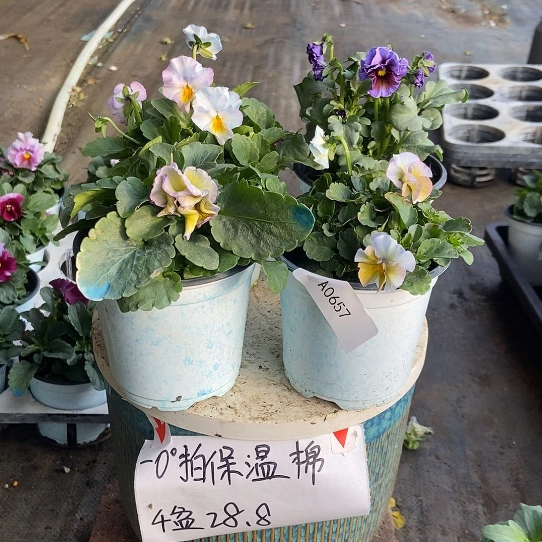 大部分花苞少量开放657