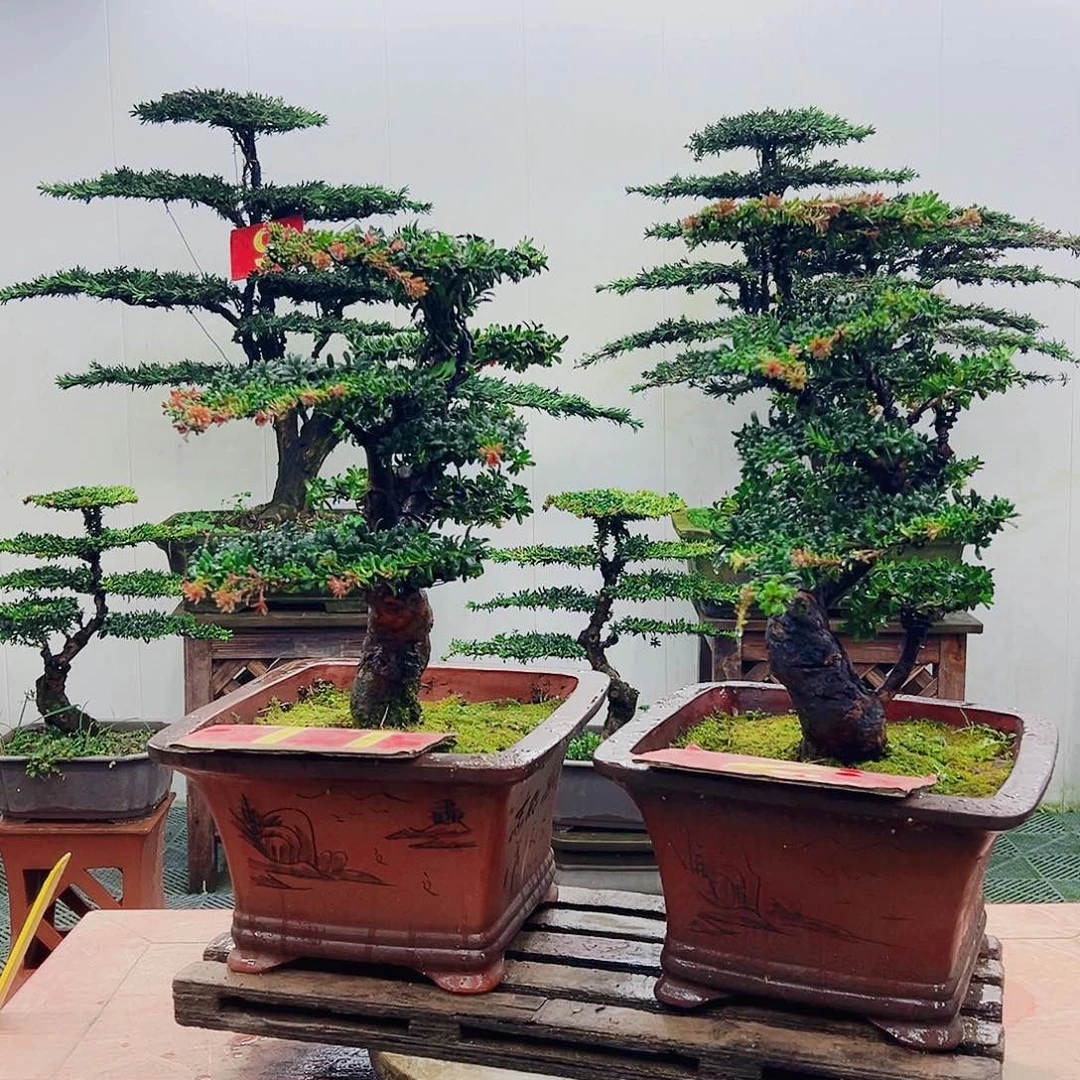 不开花植物罗汉松