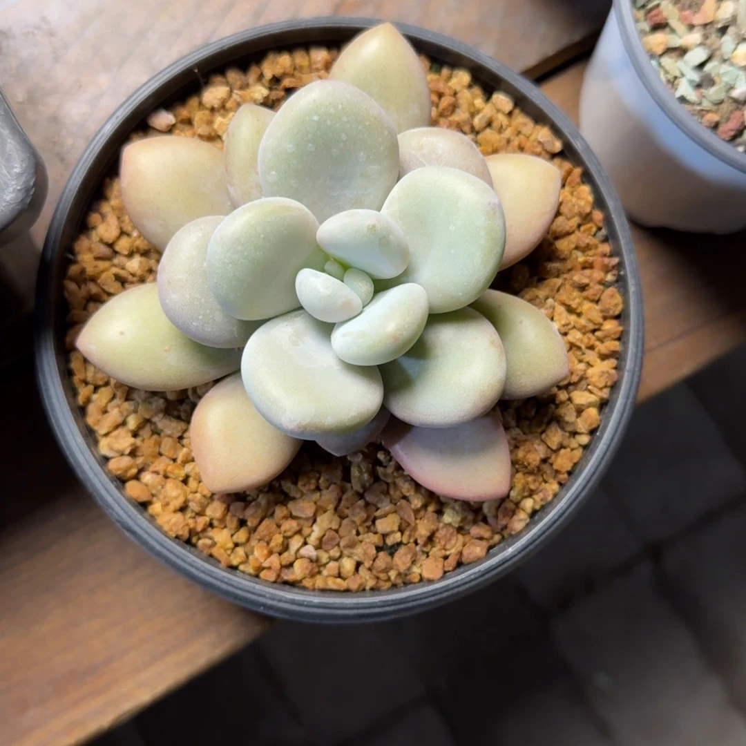 拉拉奶11111111111111111111