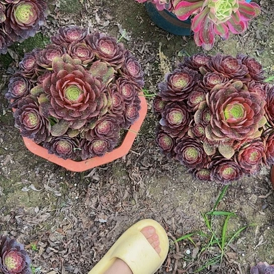 红魔一颗14.99加急发明天早上八点