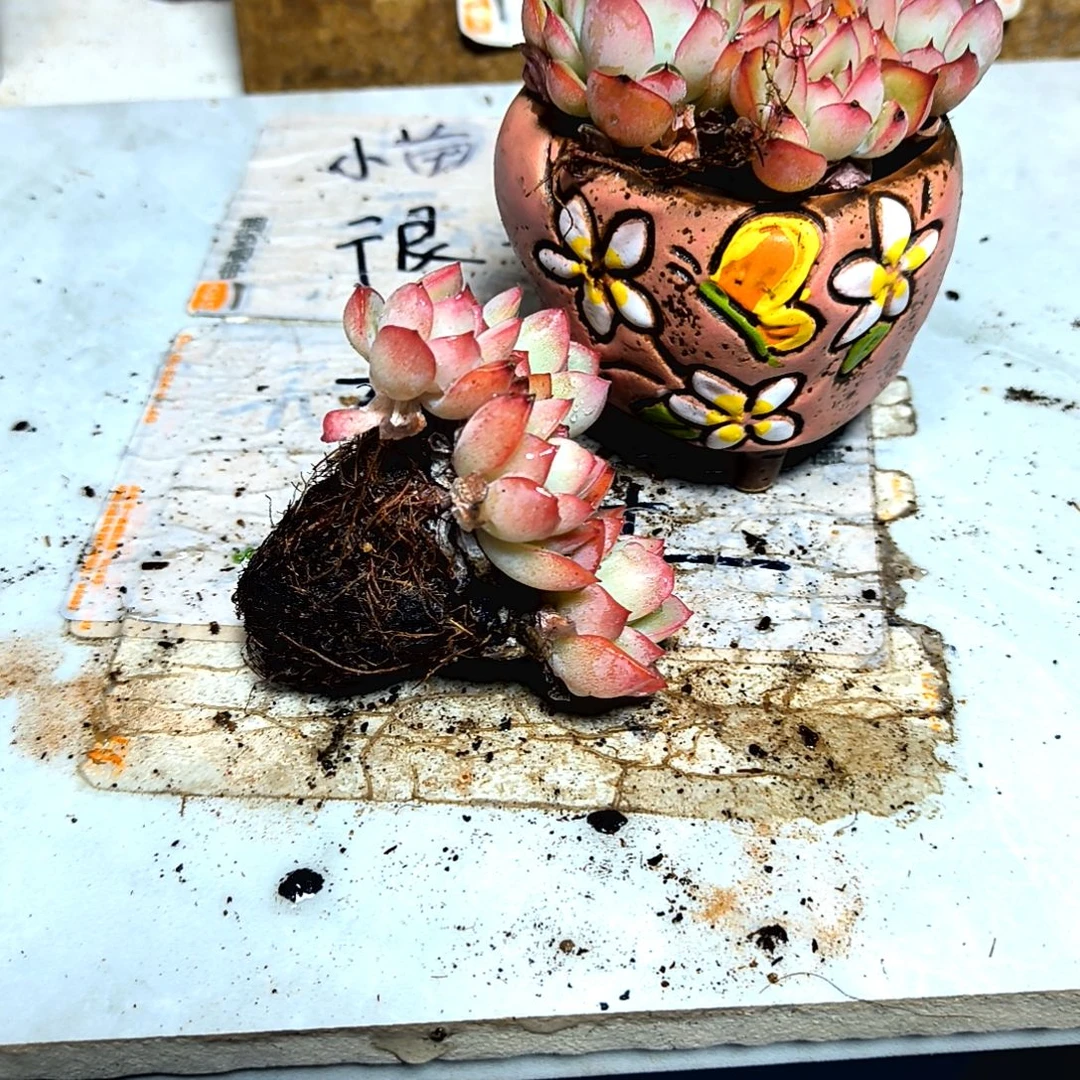 满9元包邮，荷花绝绝子群杂交