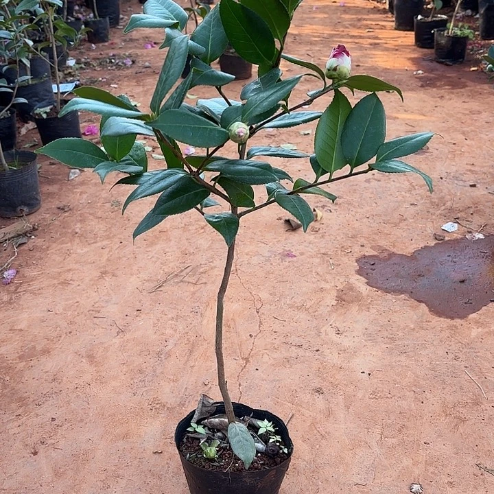 以实际为准青叶贝拉纯色20