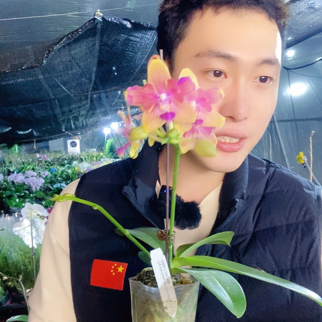 无花朵美琪金沙带花