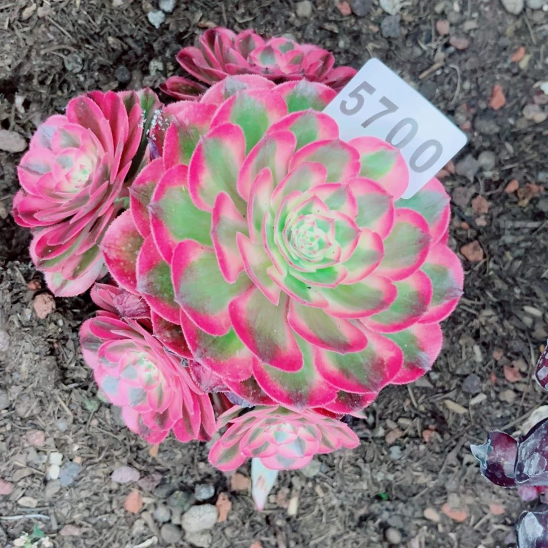 荔枝多肉发货发货