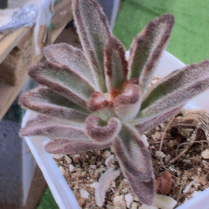 黑兔儿19包邮多肉植物