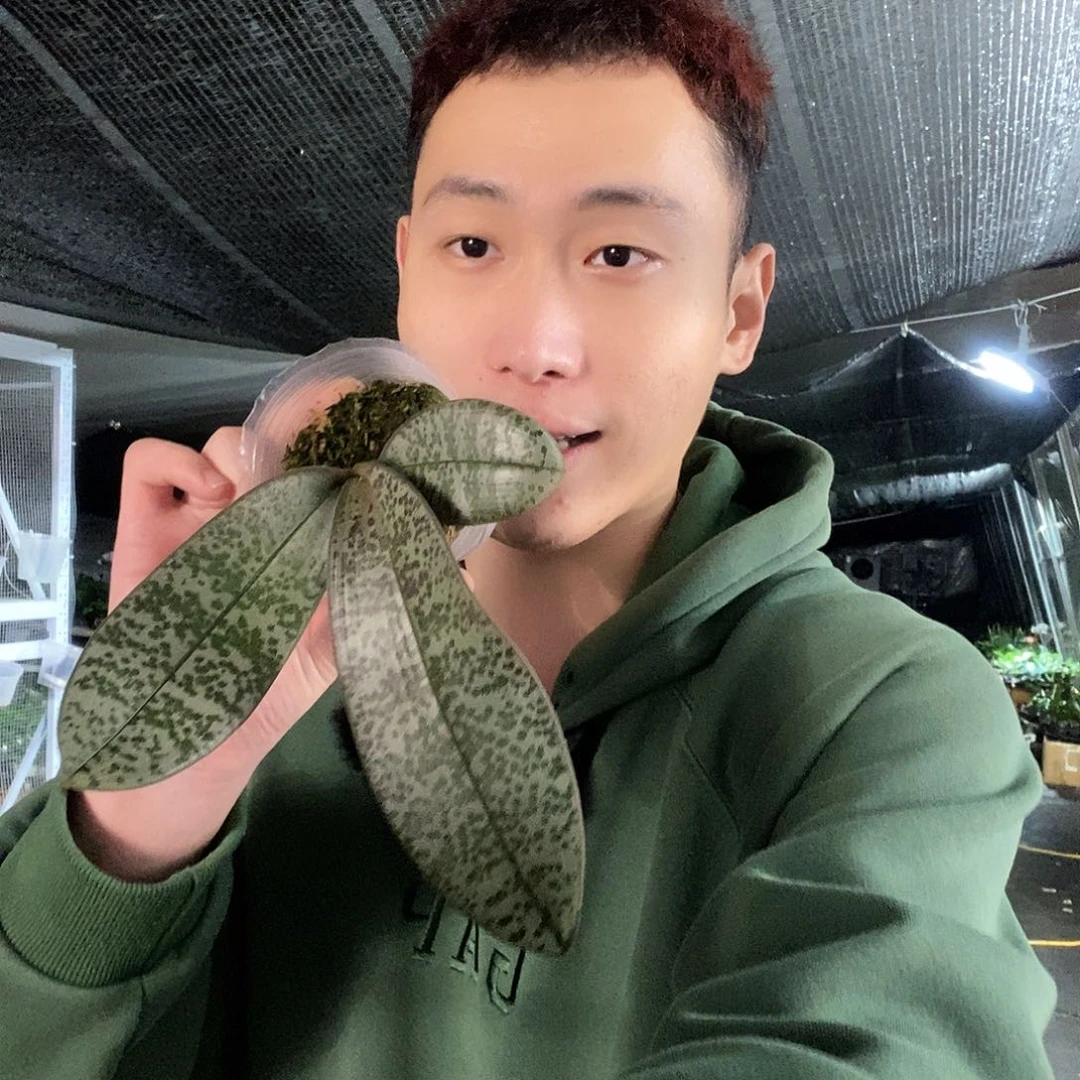 无花朵领带西福利