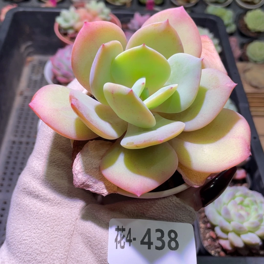 花利美4-438白凤单头