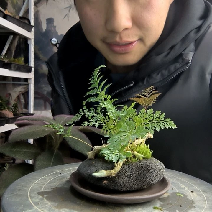 呵****8小盆景小植物一物一拍65