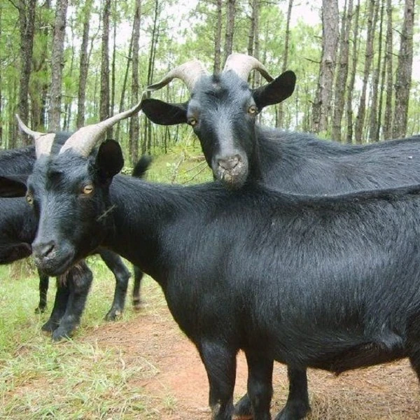 【羊肉加单链接】直播间现场称重 改价上链接 顺丰包邮冷链发货