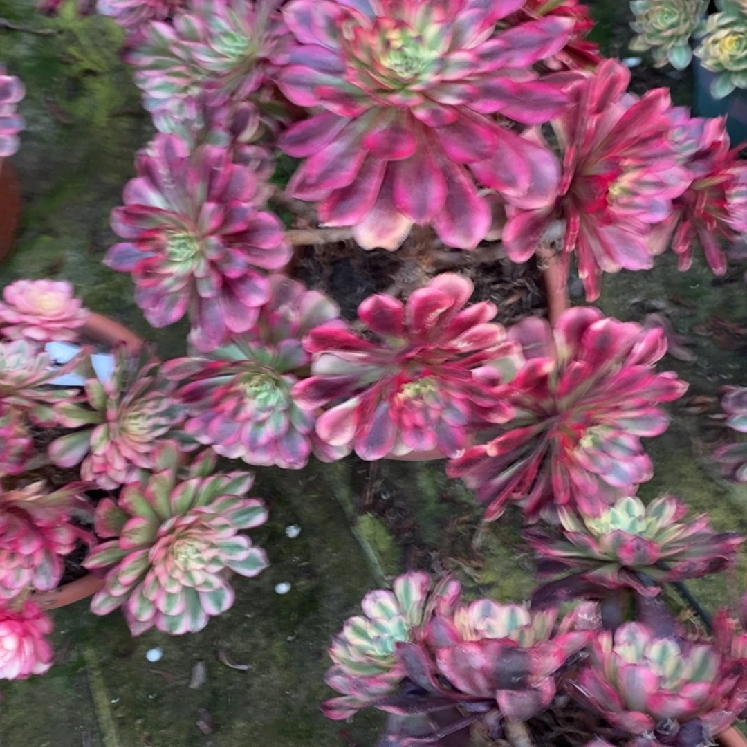 美肌多肉1颗多肉10046号