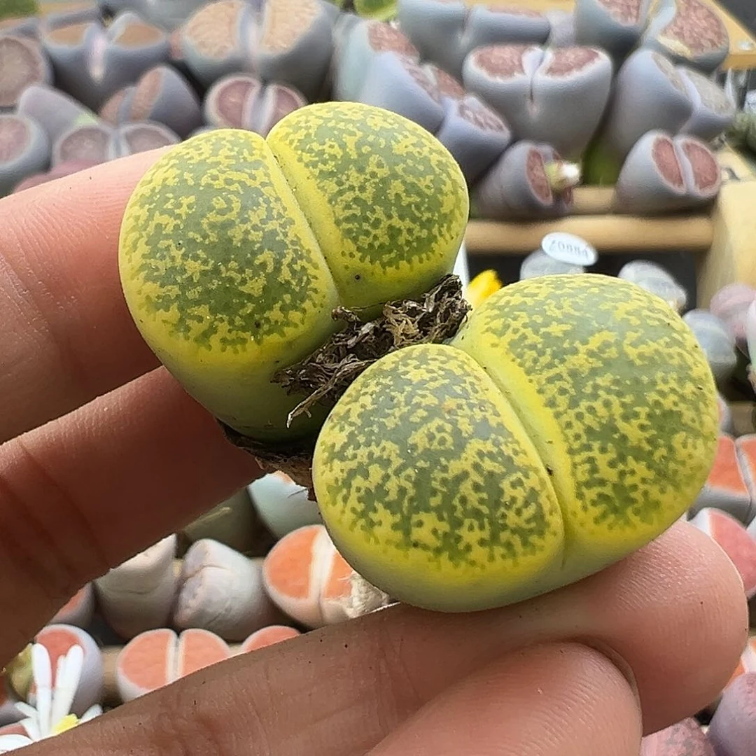 887炸111111111111111111