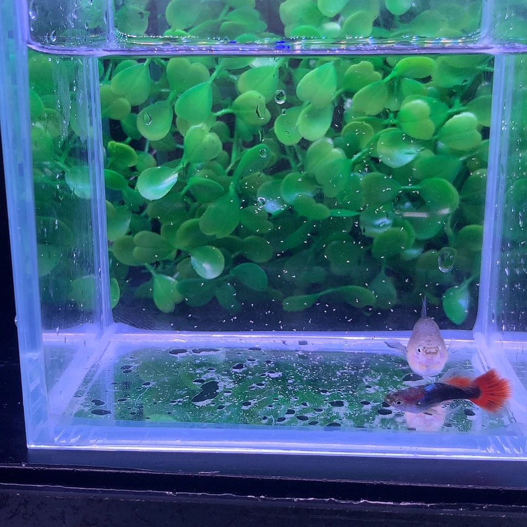 孔雀鱼礼服球一对 跑红公