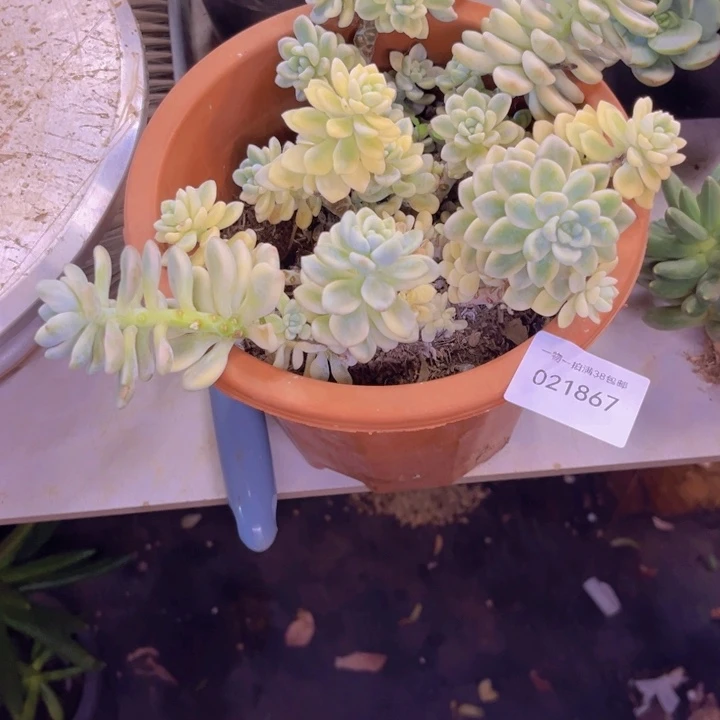 阿***.多肉一物一拍1867