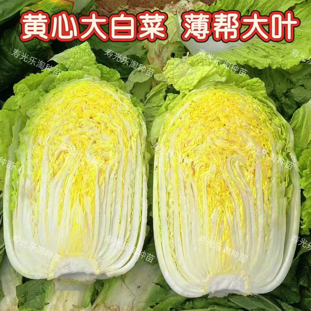 黄心大白菜苗白菜种子寿光育苗基地直发大田正品黄心大白菜苗