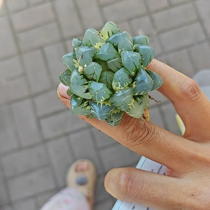 水中月锦多肉植物原盆土