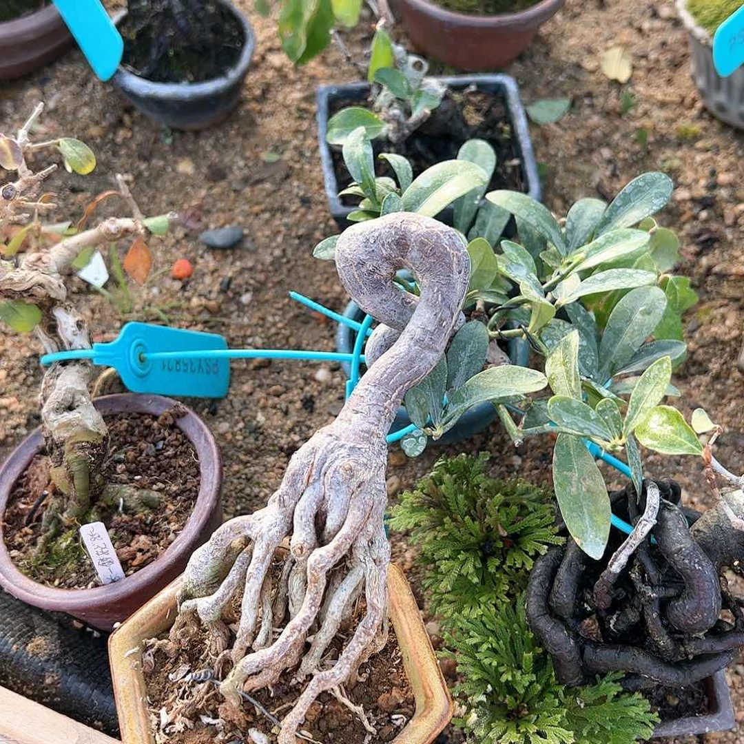 红陶是**吖1顺丰到付。