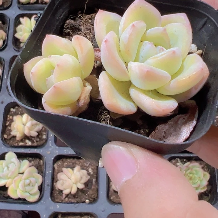 泡芙精品多肉植物大战