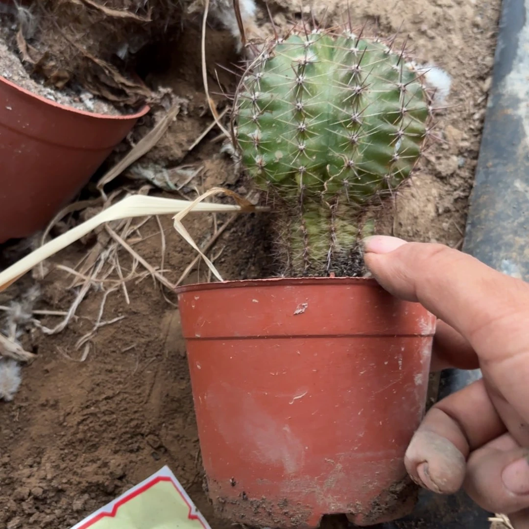 1082 有根瑕疵20包邮