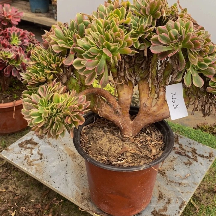 完全开放265号女神缀化1颗多肉