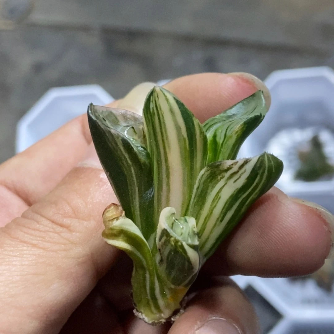 极上斑日月潭锦一物一拍