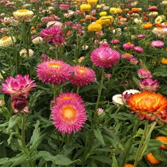 新种子】春播麦秆菊种子春播易种蜡菊景观庭院花园阳台盆栽观花种