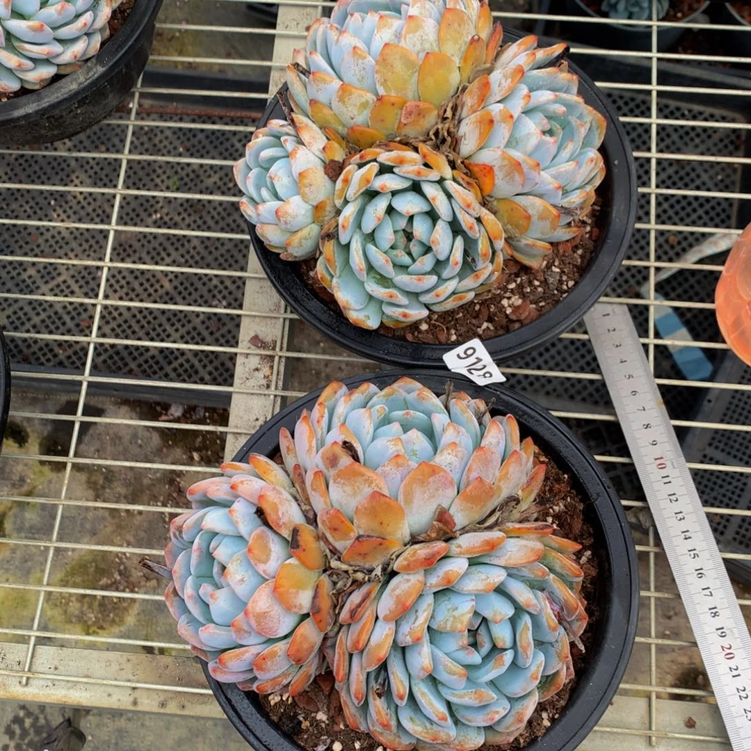 9128两个嗯嗯嗯嗯嗯嗯嗯额嗯嗯