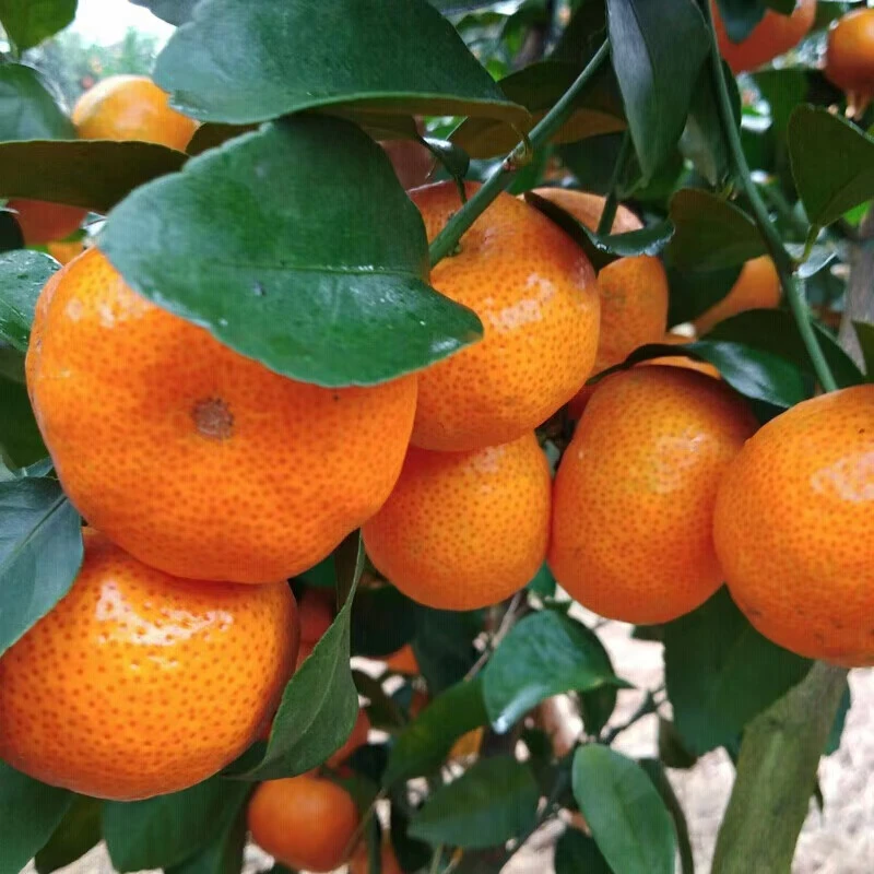 A1正宗广西沙塘桔小橘子蜜桔纯甜当季水果产地直发