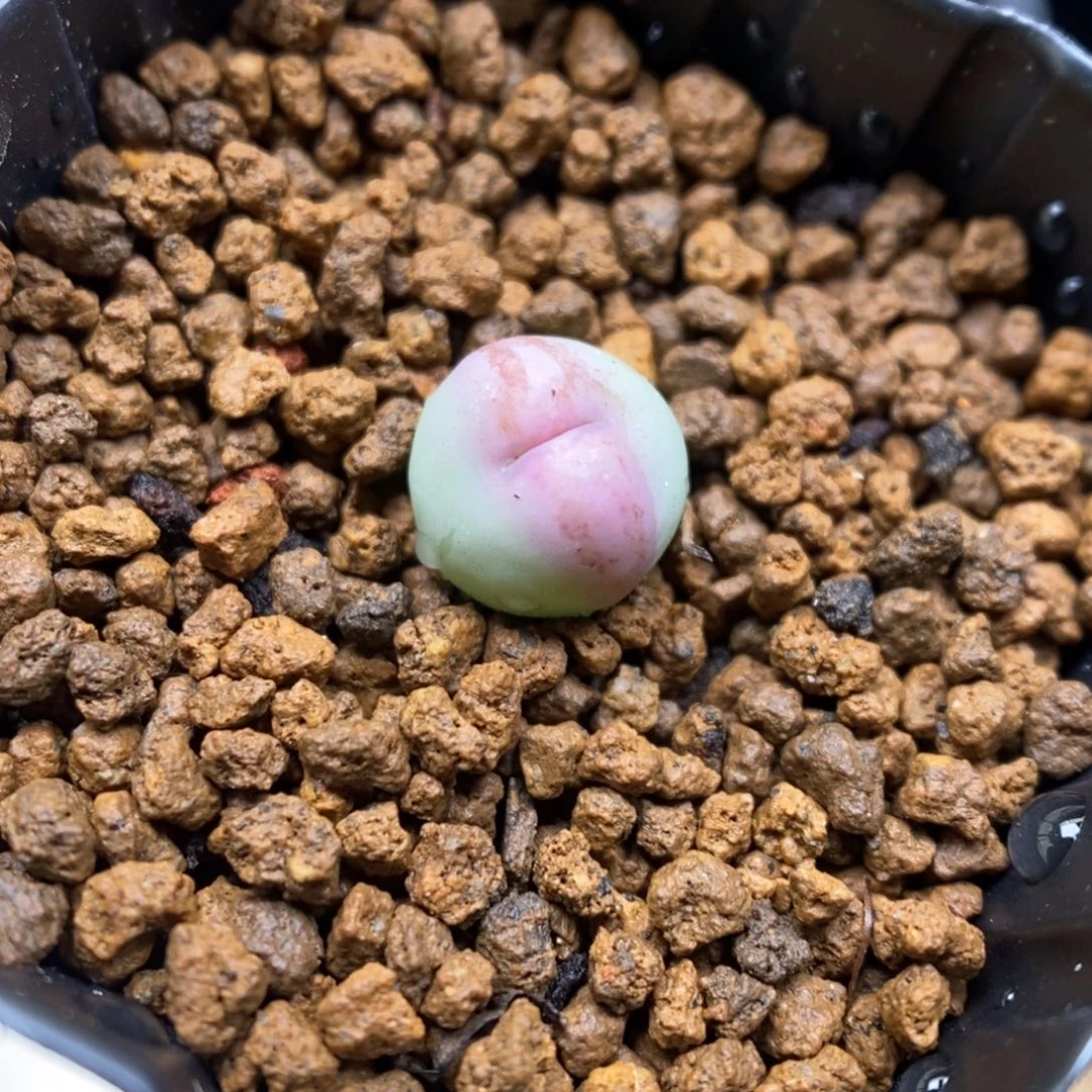 多肉植物肉锥杂交K-5105（0.9）嘴杂