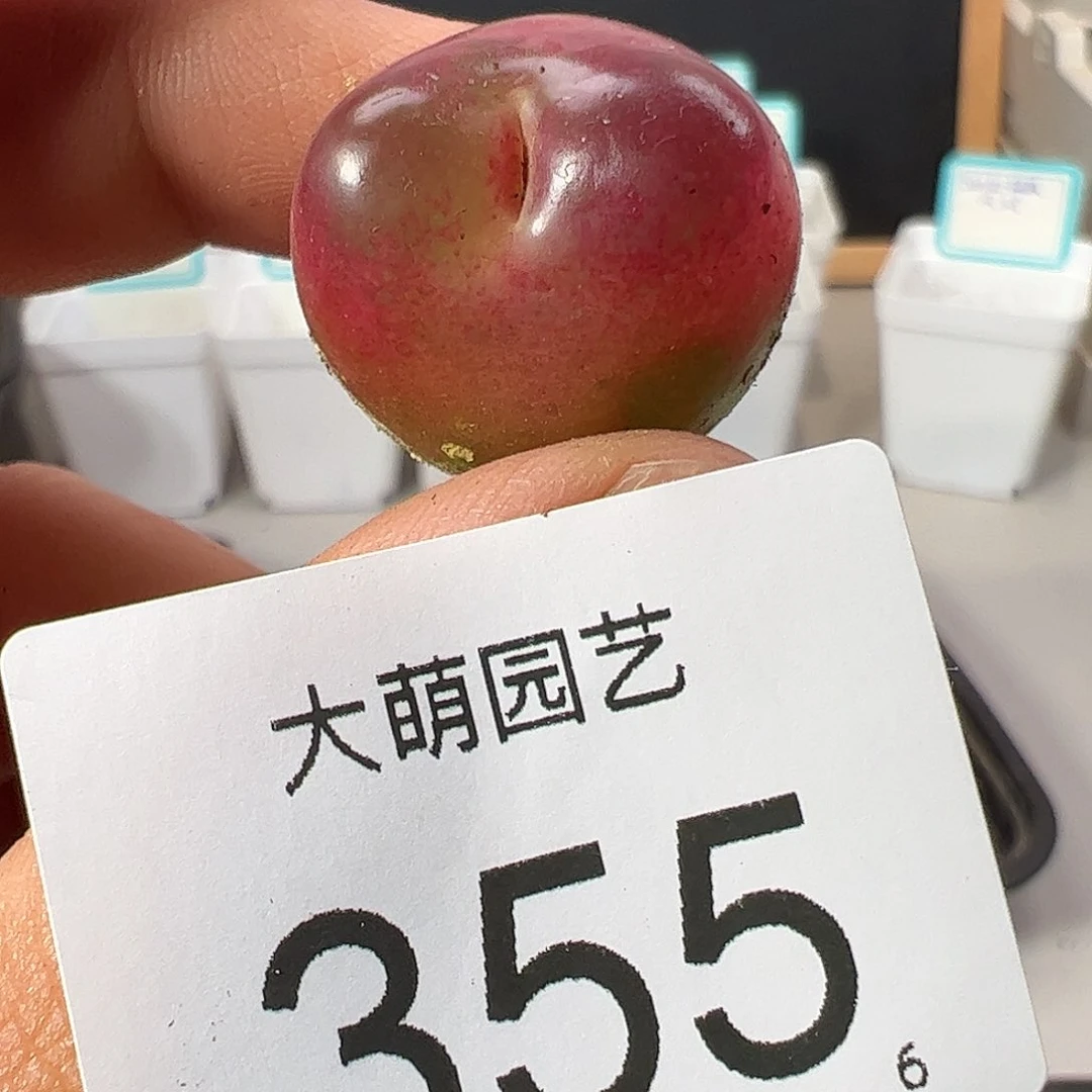 0000355 一物一拍……