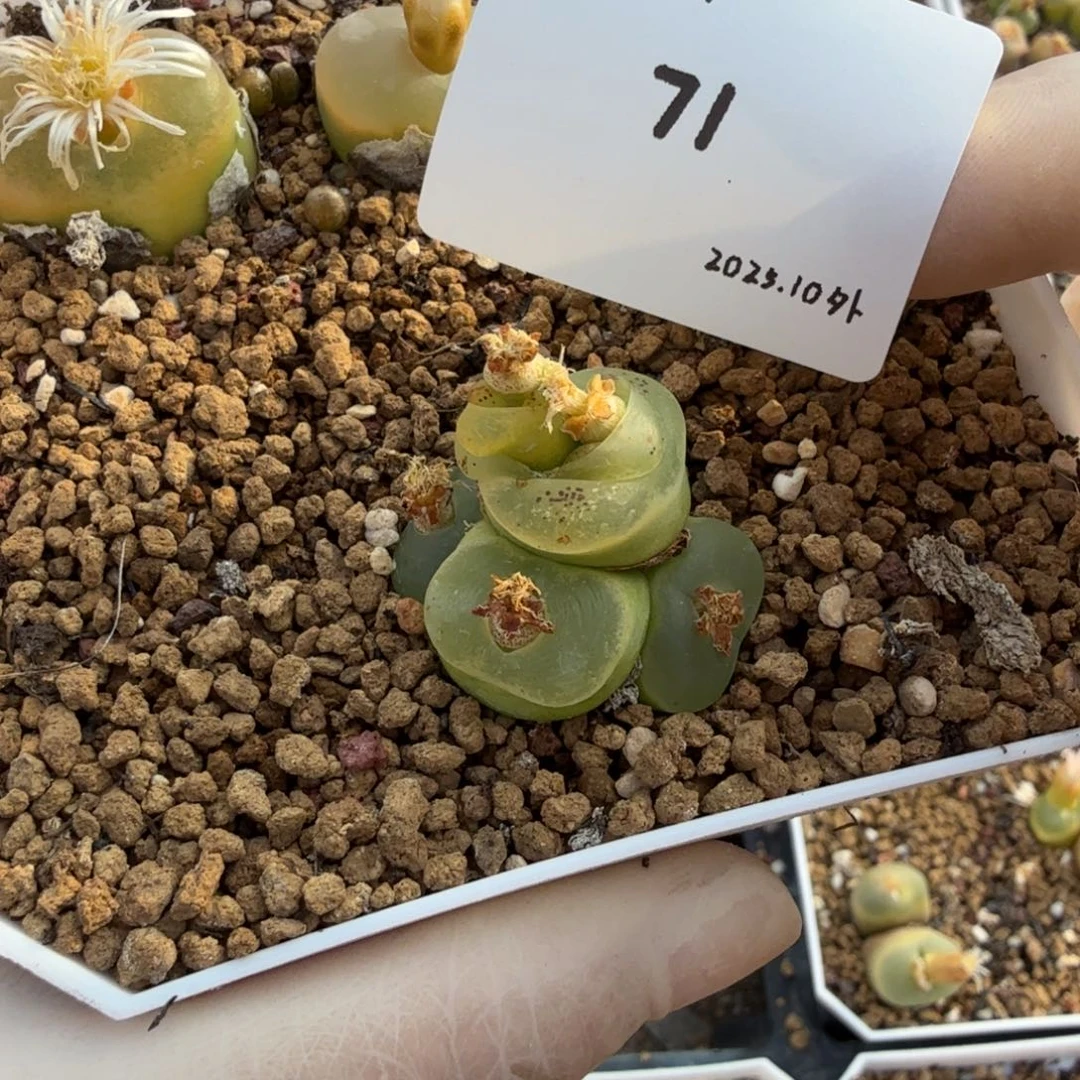 鸭***黑多肉多肉多肉10-071