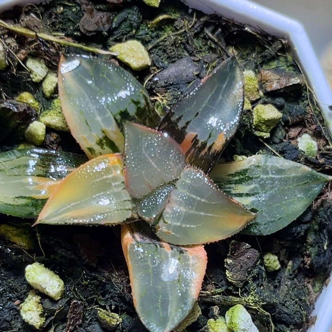 恭喜发财大吉大利961