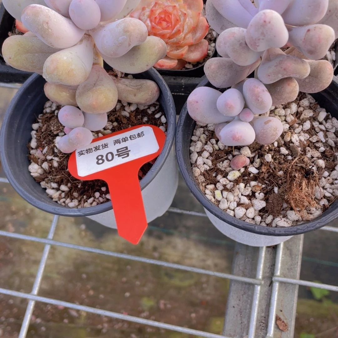 80号 米可奶酪双头一个